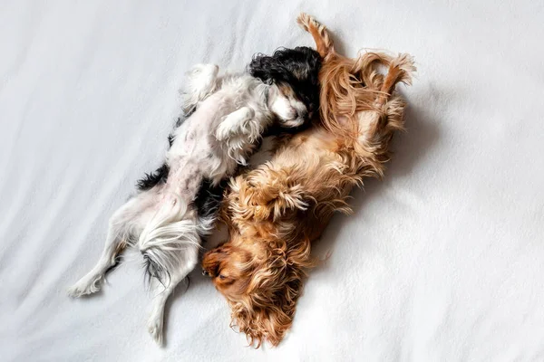 Two dogs sleeping together on white blanket in funny position