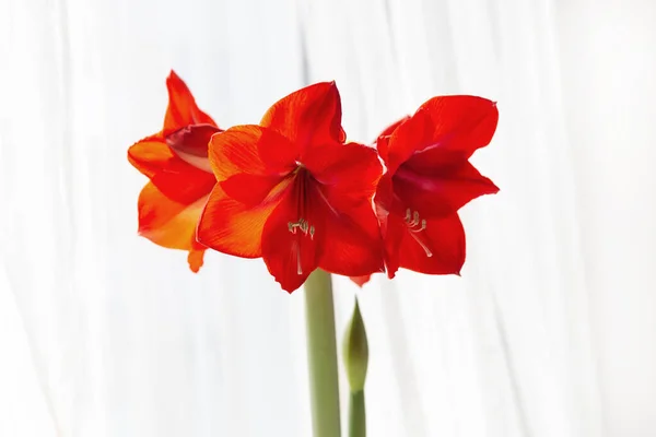 Beautiful Red Amaryllis Flowers Bloom — Foto de Stock