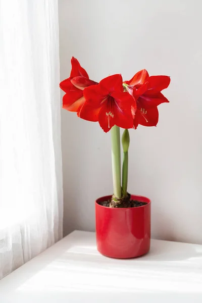 Lindas Flores Vermelhas Amaryllis Mesa Quarto Ensolarado — Fotografia de Stock