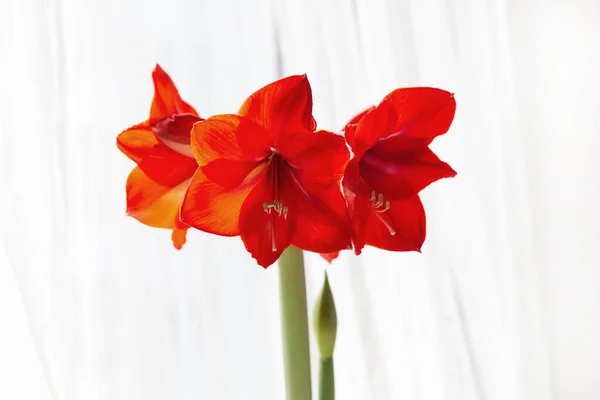 Beautiful Red Amaryllis Flowers Bloom Imagen De Stock