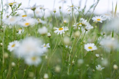 Camomile flowers growing on the meadow. Matricaria chamomilla