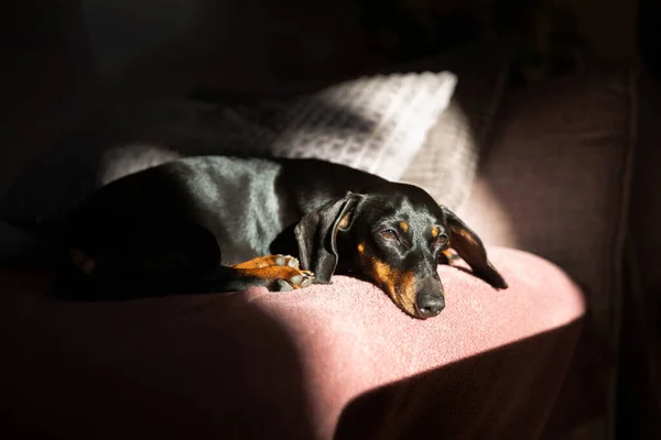 Adorable dog, dachshund napping in the sun on the sofa