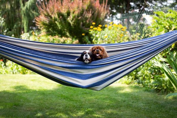 Two cute dogs relaxing in a hammock suspended in the garden