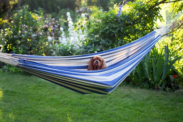 Cute dog relaxing in a hammock suspended in the garden