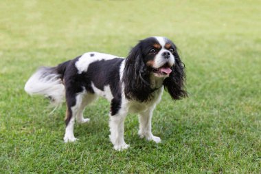 Beautiful dog, cavalier spaniel, standing on the grass
