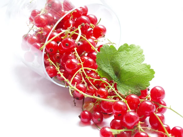 Red currant — Stock Photo, Image