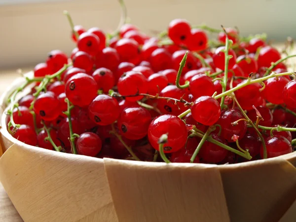 Red current — Stock Photo, Image