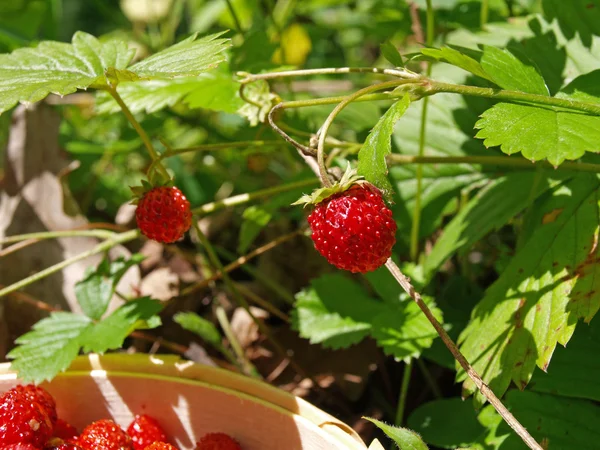 Fresas silvestres — Foto de Stock