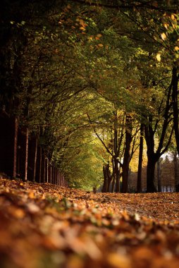 Parktaki güzel ara sokakta renkli ağaçlar ve güneş ışığı var. Sonbahar arkaplanı. Yumuşak odak