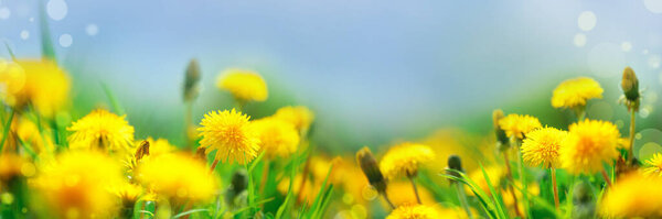 Banner 3:1. Field with yellow dandelions against blue sky and sun beams. Spring background. Soft focus