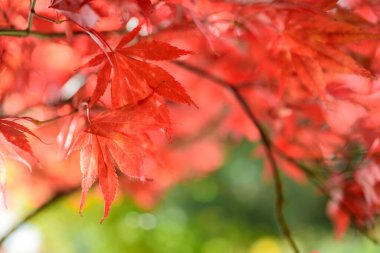 Kırmızı Japon akçaağaç yaprakları. Sonbahar arkaplanı. Yumuşak odak