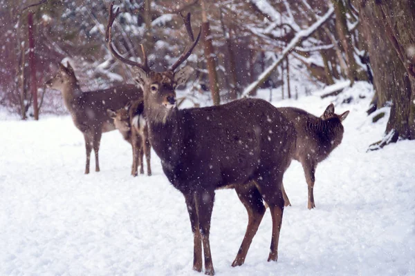 冬の雪原の高貴な鹿の男性の家族 選択的焦点 — ストック写真