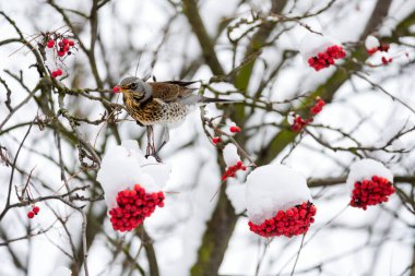 Fieldfare (Turdus pilaris) kışın kırmızı rowan meyvesi yiyor