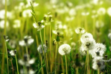 Mavi gökyüzüne karşı beyaz karahindiba tarlası. Bahar arka planı. Yumuşak odak