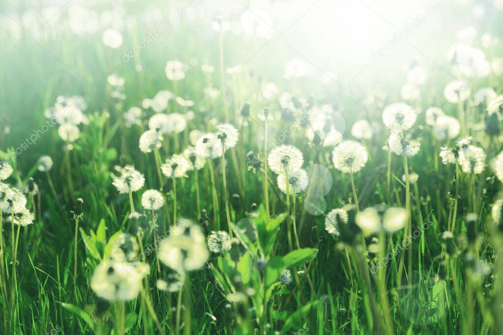 Field with white dandelions against blue sky.  Spring background. Soft focus
