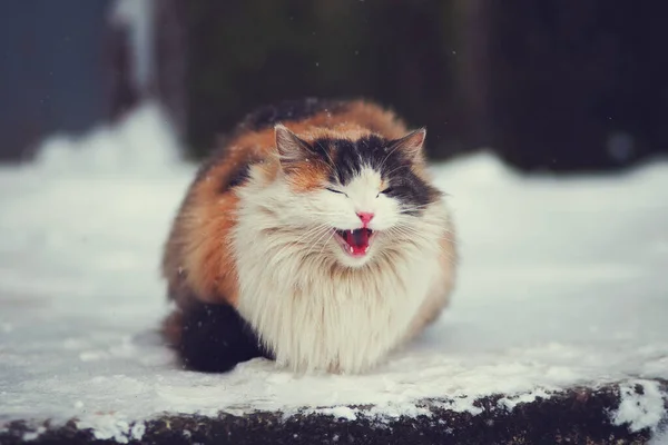 Fluffy Calico Kat Sneeuw Kat Miauwt Winter Koud — Stockfoto