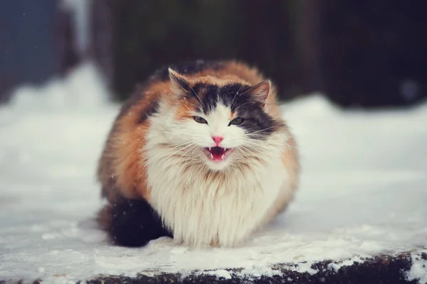 Puszysty Kot Calico Śniegu Kocie Miauczenie Zima Zimno — Zdjęcie stockowe