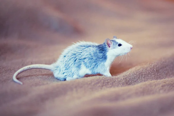 Белая Серая Крыса Закрывай Маленькая Крыса — стоковое фото