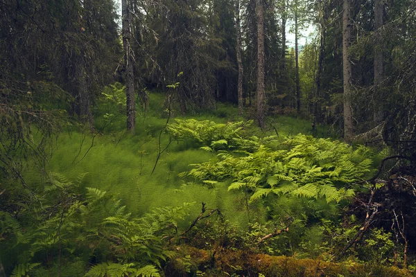 Grüner Farn Wald Grüner Wald Bäume — Stockfoto