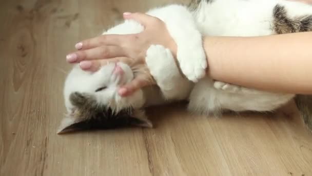 Biały Kot Paski Bawiący Się Ręką Podłodze — Wideo stockowe
