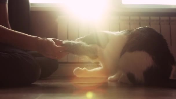 Oyuncu Beyaz Çizgili Kedi Kedi Yerde Adamla Oynuyor — Stok video