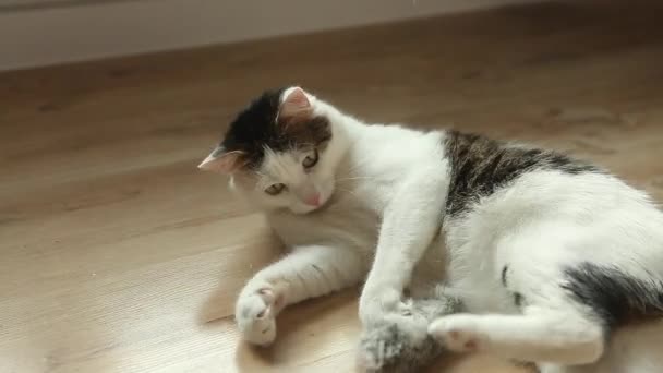 床の上にマウスで遊ぶ白い縞模様の猫 — ストック動画