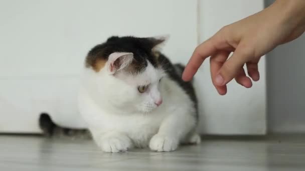 Kot Odwraca Się Ręki Nieufny Przerażający Kot — Wideo stockowe