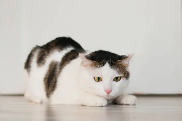 遊び心のある白い縞模様の猫 猫が床で遊ぶ — ストック写真