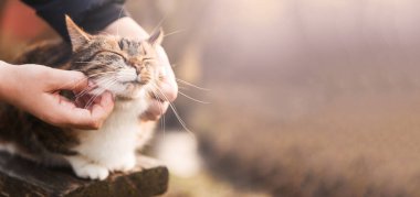 Benekli kedi doğada tahta masada oturuyor. Gün ışığında kedi