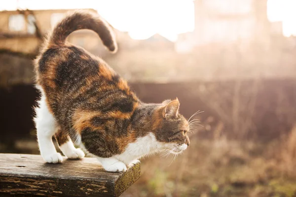 Benekli kedi doğada tahta masada oturuyor. Gün ışığında kedi