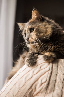 Omzunda çok renkli benekli bir kedi oturuyor. Tekir kedi.