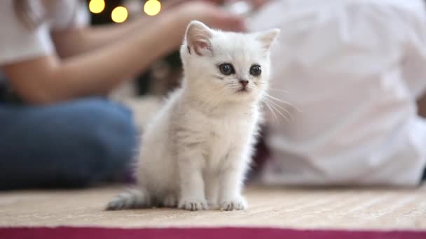 Маленький Белый Котенок Сидящий Полу Британская Короткошерстная Кошка — стоковое видео