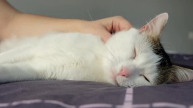 Beyaz tekir kedi bir kadınla yatakta yatıyor.