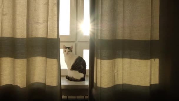 Kot Siedzi Rano Parapecie Biały Kot Patrzący Przez Okno — Wideo stockowe