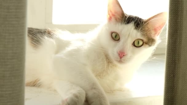 White Tabby Cat Lying Windowsill Morning White Cat Playing Sunlight — Stock Video
