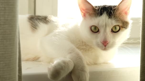 Biały Kot Leży Rano Parapecie Biały Kot Bawiący Się Słońcu — Wideo stockowe