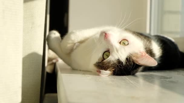 Утром Подоконнике Лежит Белый Тэбби Кот Белая Кошка Играет Солнечном — стоковое видео