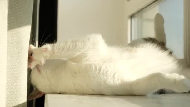 Biały Kot Leży Rano Parapecie Biały Kot Bawiący Się Słońcu — Wideo stockowe