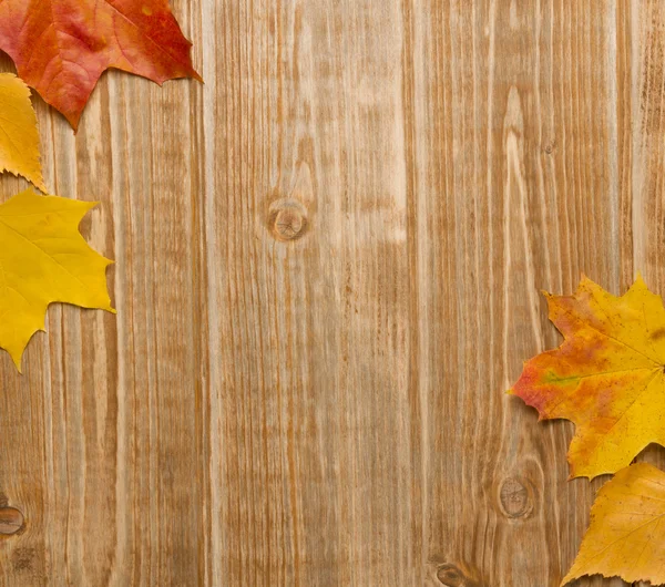 Sonbahar Yaprakları