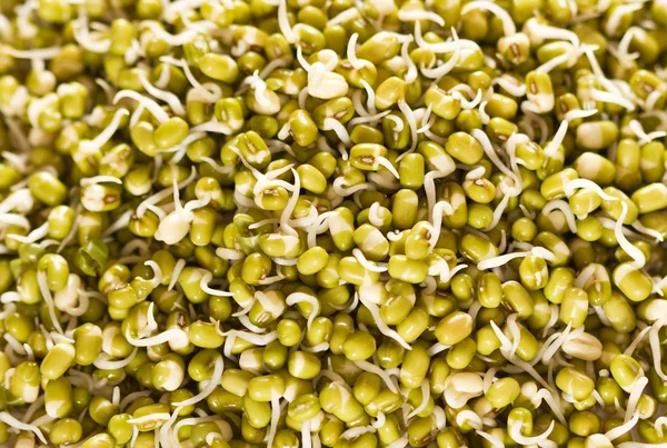 Mung beans sprouts — Stock Photo, Image