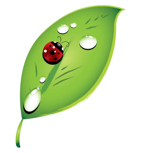 Nyckelpiga på ett grönt blad och daggdroppar — Stock vektor