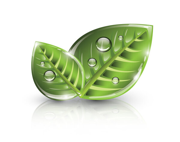 Зеленые листья
