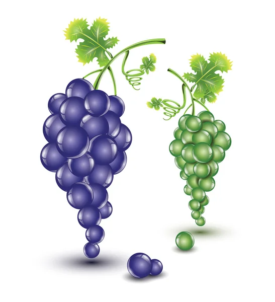 Sötét és világos szőlő — Stock Vector