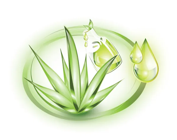 Aloe Vera Pflanze und Extrakt lizenzfreie Stockvektoren