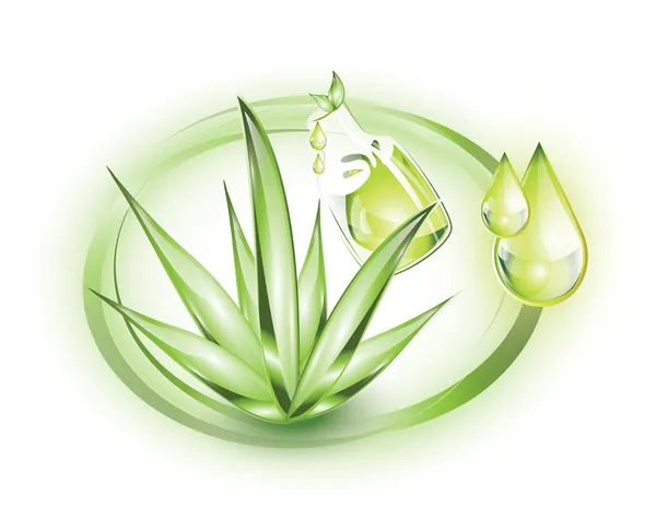 Planta y extracto de aloe vera Ilustraciones de stock libres de derechos