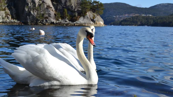 Beauty of love — Stock Photo, Image