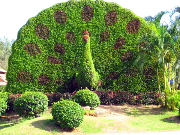 ağaçların şekilleri