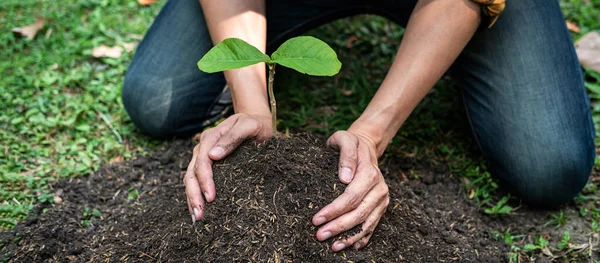 Homme Portant Semis Dans Les Deux Mains Plantant Dans Sol Photo De Stock