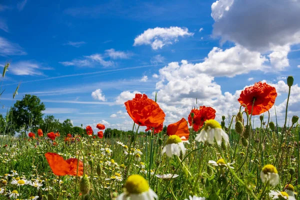 Colourful Field Poppies Blue Sky Clouds 스톡 사진