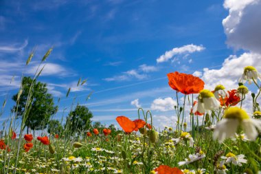 Haşhaş tarlası, çiçekler ve bulutlu mavi gökyüzü